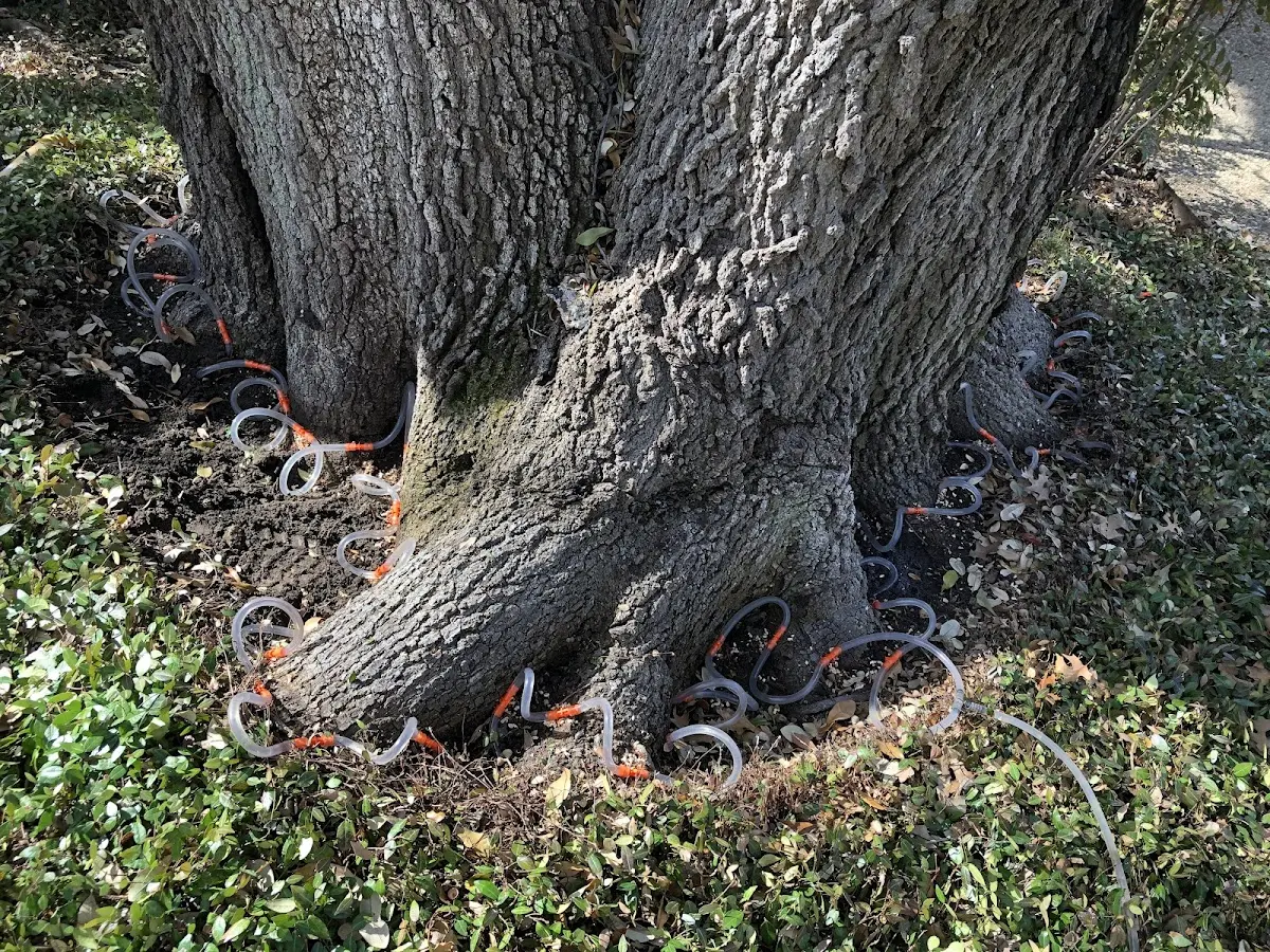 Detailed Tree Cabling and Bracing job site in Omena