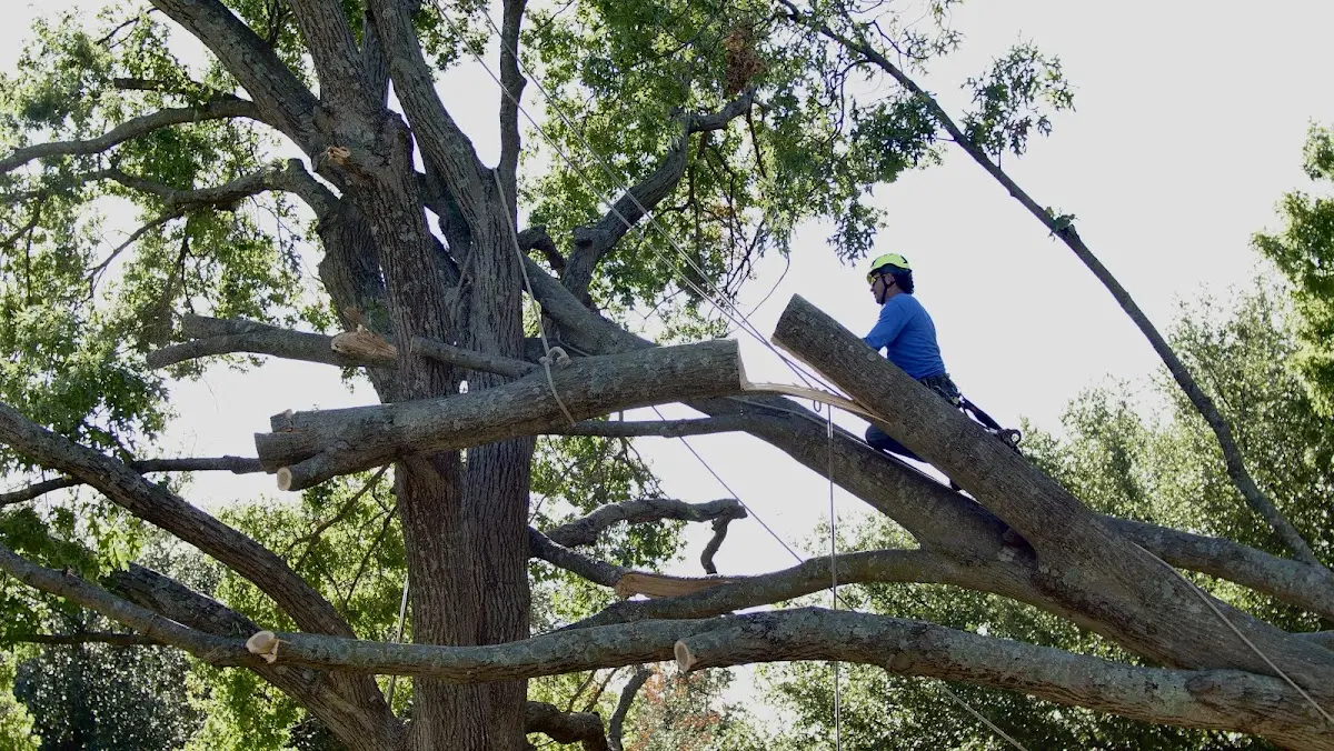 Professional Hazardous Tree Removal performed by certified arborists in Omena
